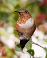 _9SB9014 rufous hummingbird